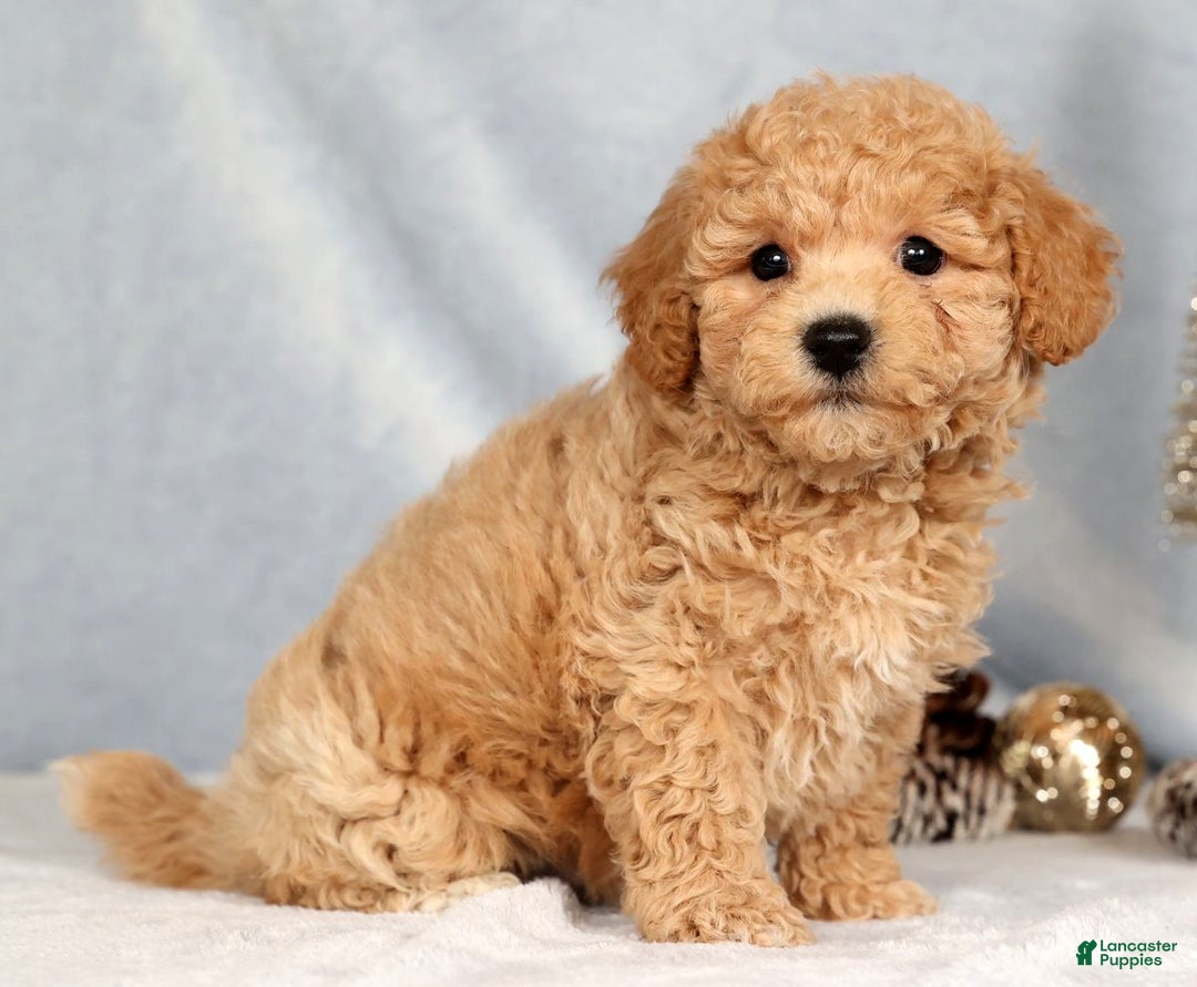 Bichpoo dogs for sale: Ringo - Ad 3