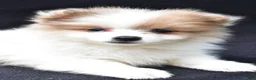 Pomeranian dogs for sale: Holly - Ad 3