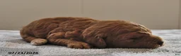 Mini Goldendoodle dogs for sale: Bella   - Ad 2