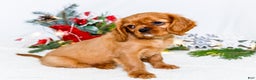 Cavalier King Charles Spaniel dogs for sale: Gingersnap - Ad 6