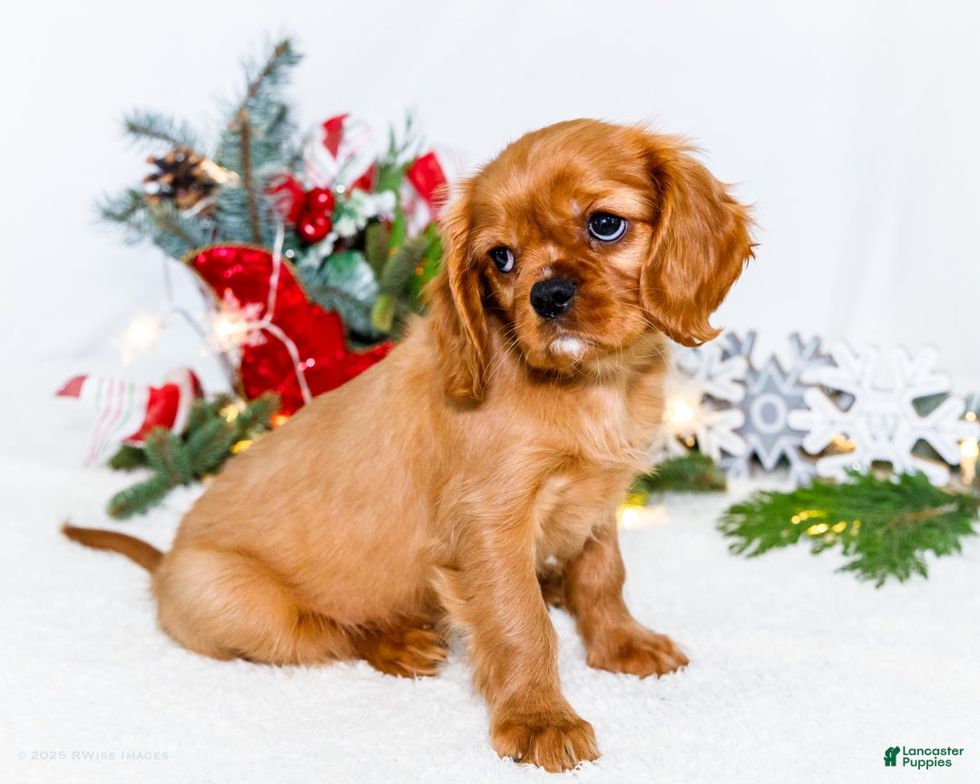 Cavalier King Charles Spaniel dogs for sale: Gingersnap - Ad 6