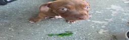 American Bully dogs for sale: American Bully 2 - Ad 2