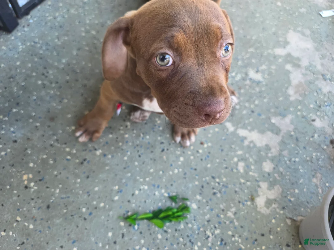 American Bully dogs for sale: American Bully 2 - Ad 2