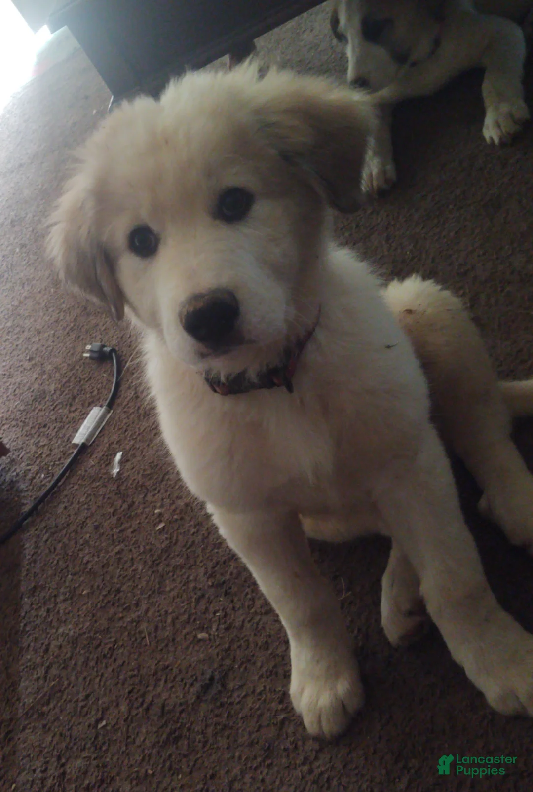 Mixed Breed dogs for sale: Buddy Boy (Great Pyrenees German Shepherd Puppies) - Ad 2