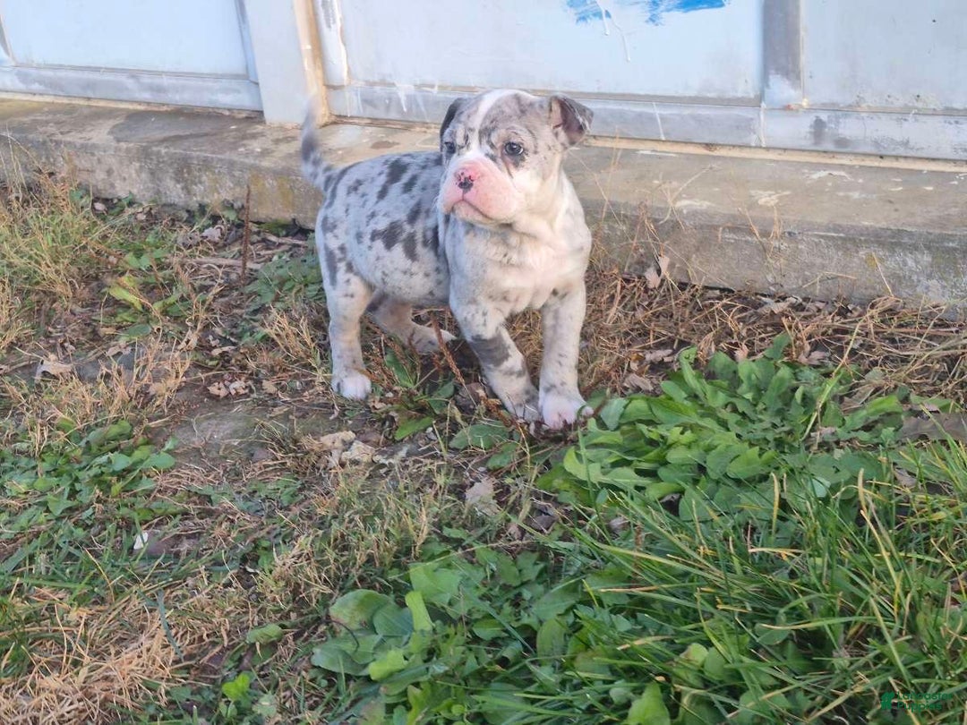 Olde English Bulldogge dogs for sale: Starry - Ad 5