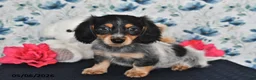 Miniature Dachshund dogs for sale: Ollie - Ad 4
