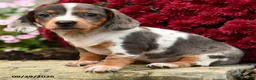 Dachshund dogs for sale: Dixie - Ad 5