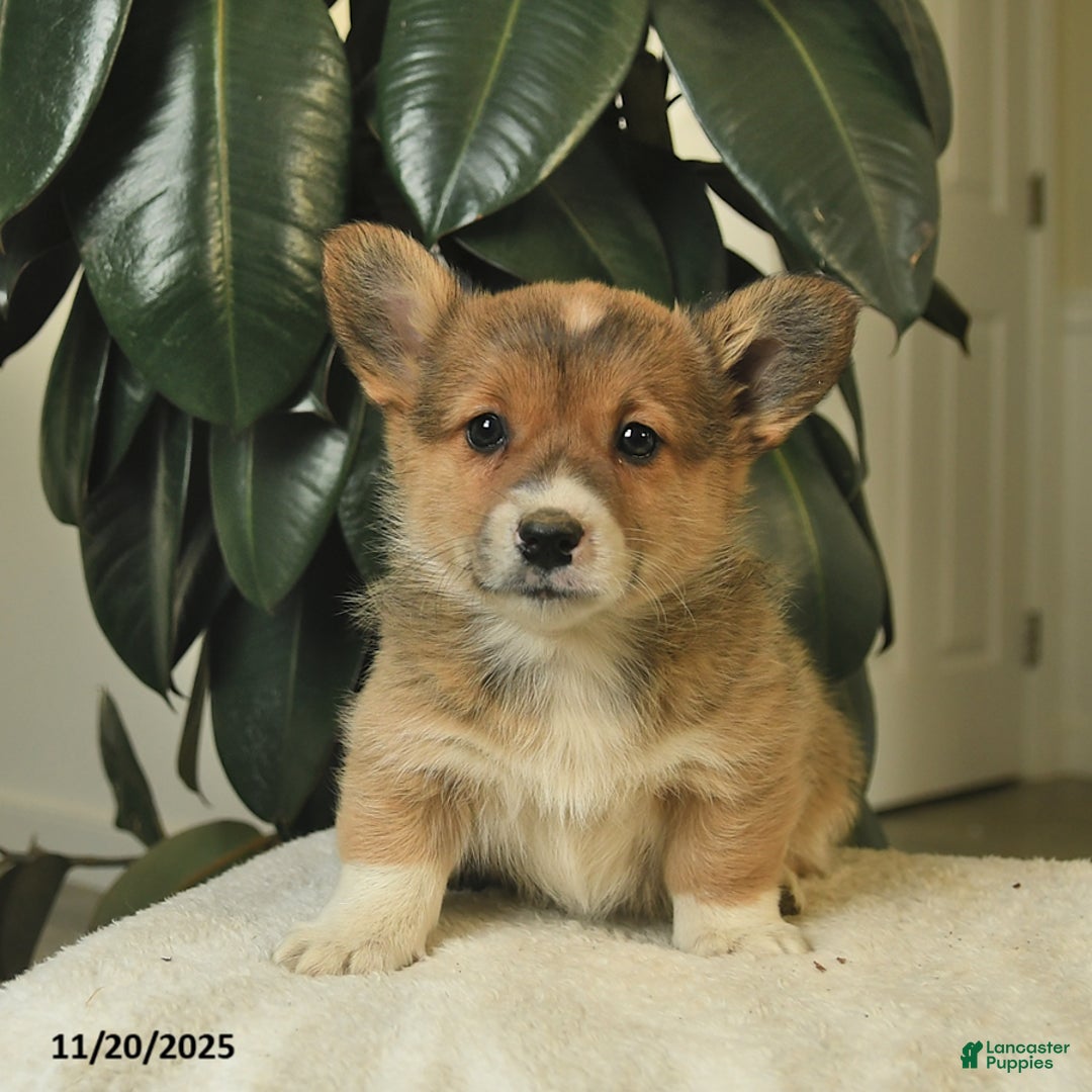 Welsh Corgi Pembroke dogs for sale: Callie  - Ad 2