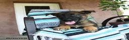 German Shepherd dogs for sale: Galileo - Ad 4