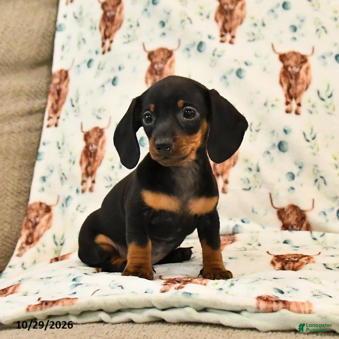 Miniature Dachshund dogs for sale: Tillie - Ad 2