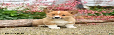 Pogo