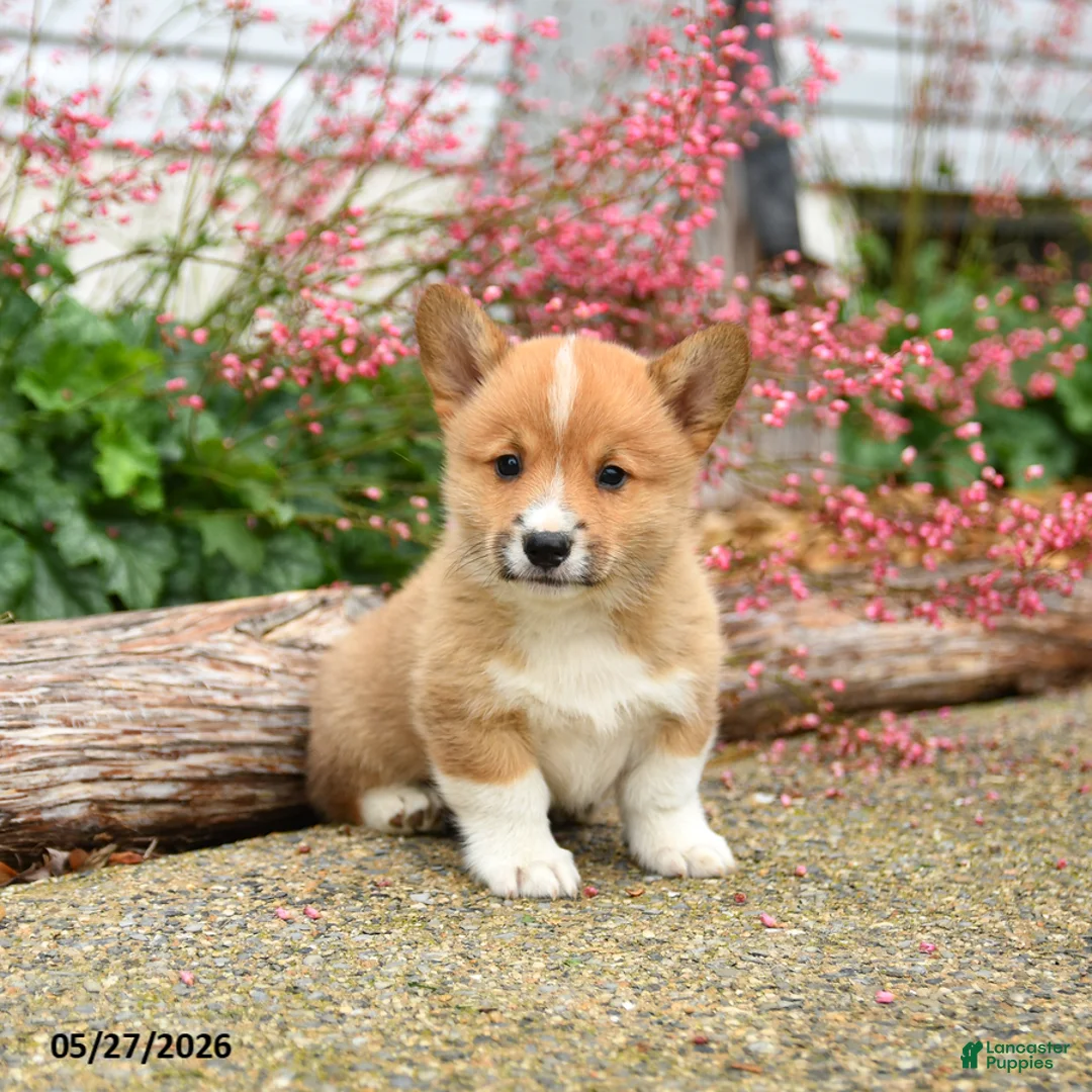 Welsh Corgi Pembroke dogs for sale: Pogo - Ad 1