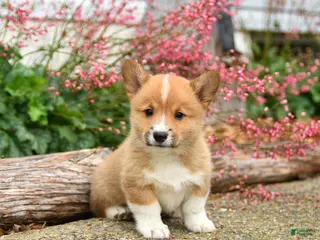 Welsh Corgi Pembroke dogs for sale: Pogo - Ad 4