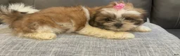 Shih Tzu dogs for sale: Lena - Ad 2