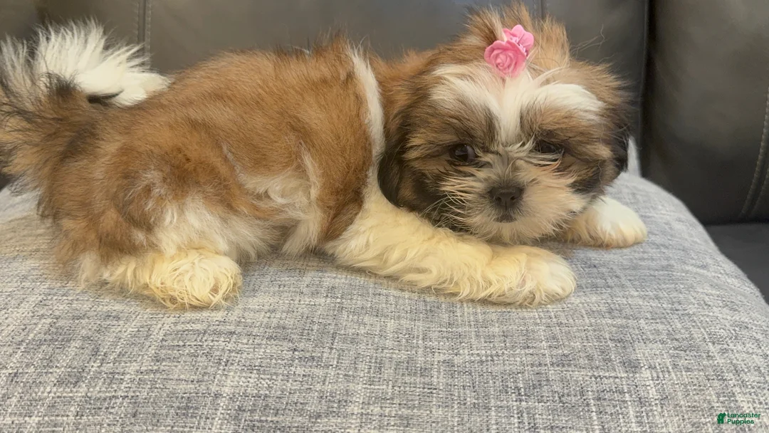 Shih Tzu dogs for sale: Lena - Ad 2