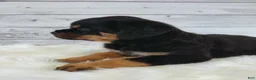 Rottweiler dogs for sale: Roxie  - Ad 2