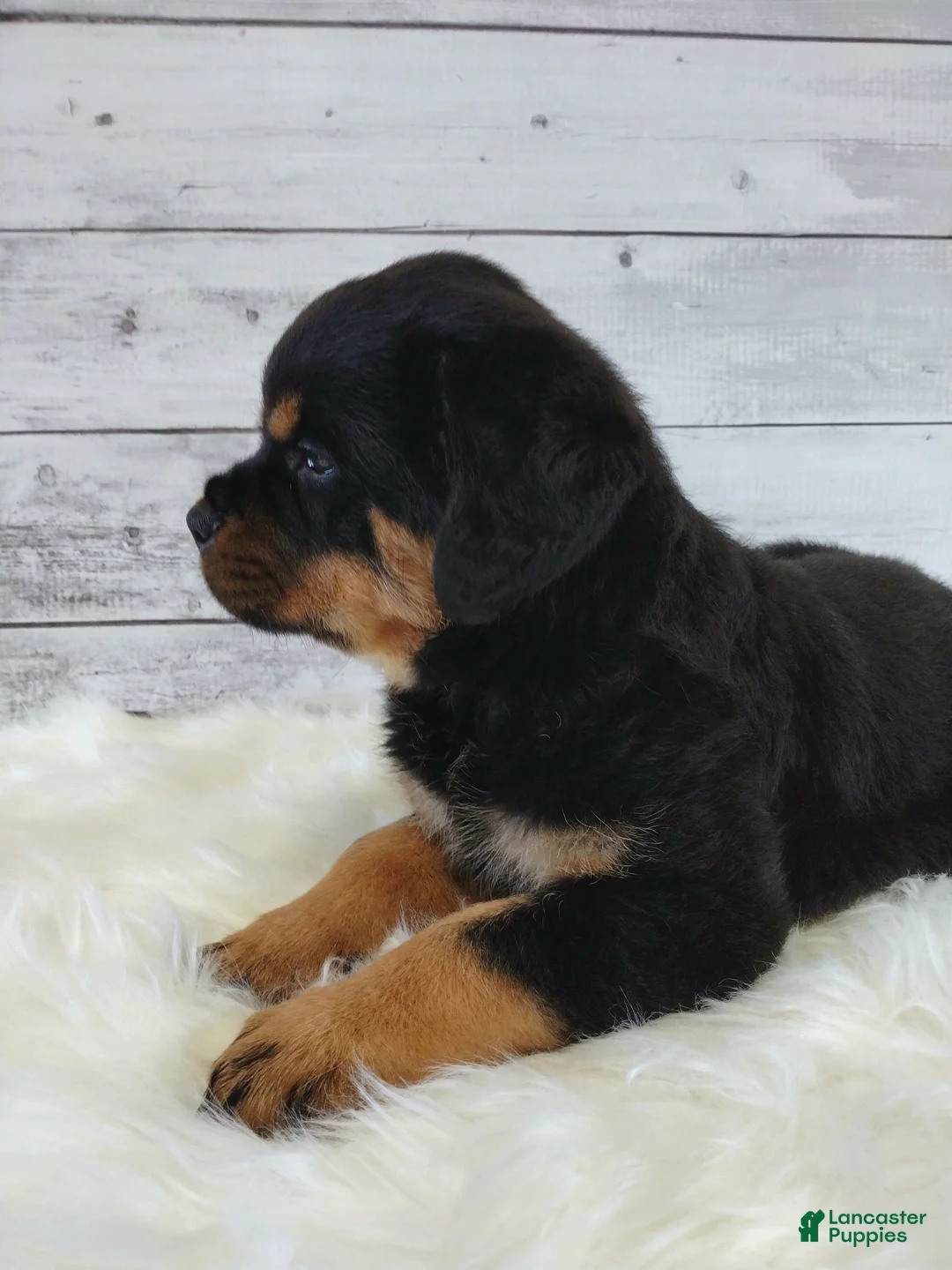 Rottweiler dogs for sale: Roxie  - Ad 2