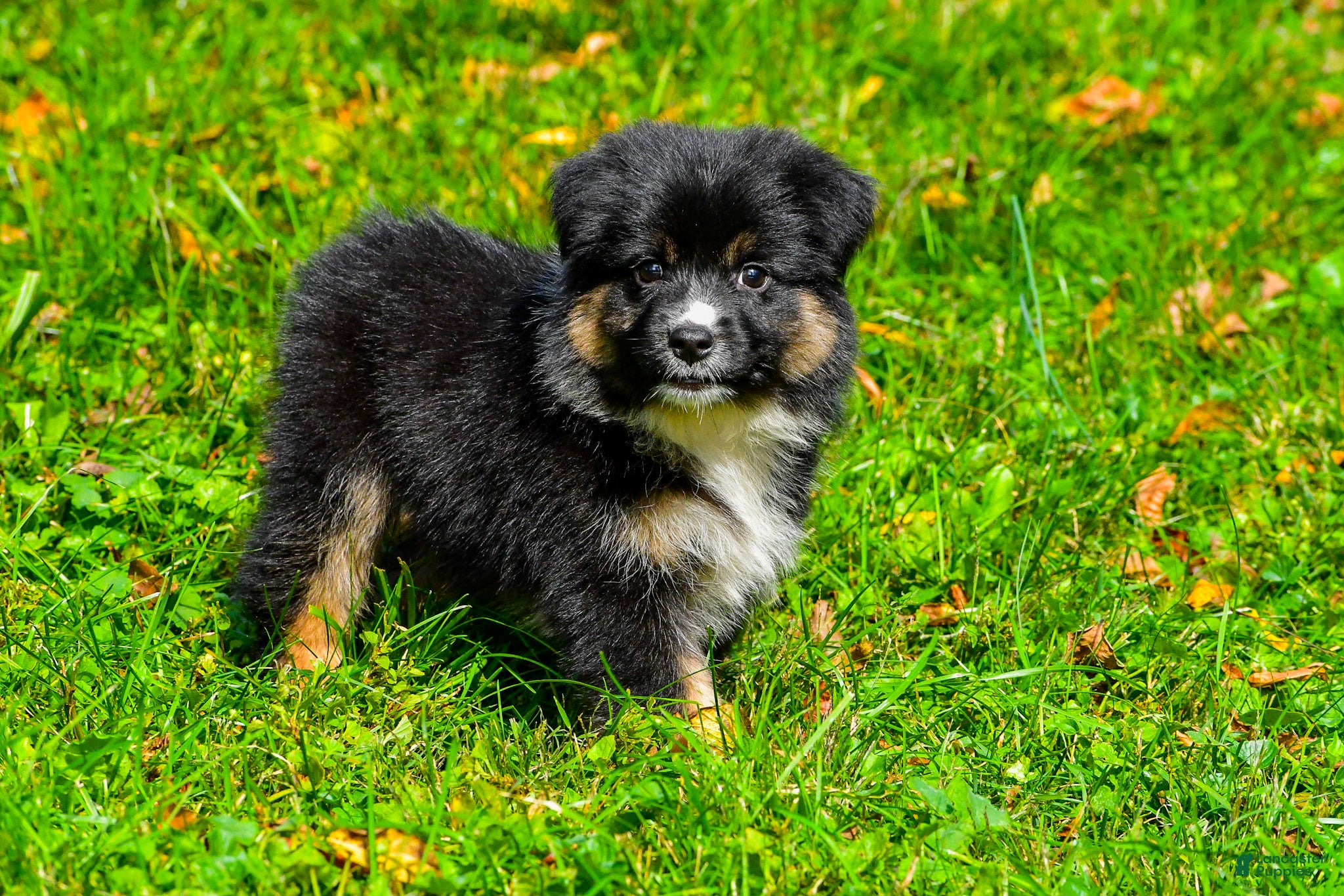 Miniature Australian Shepherd dogs for sale: Javon - Ad 1