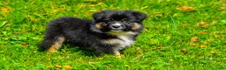 Miniature Australian Shepherd dogs for sale: Javon - Ad 1