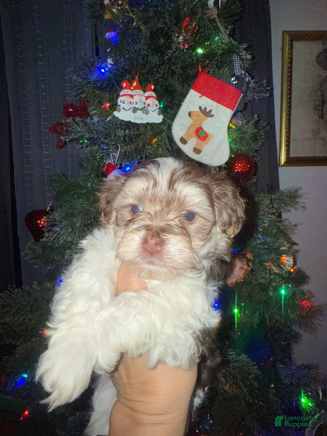 Mixed Breed dogs for sale: Ducky - Ad 2