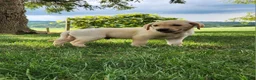 Labrador Retriever dogs for sale: Vinny - Ad 5