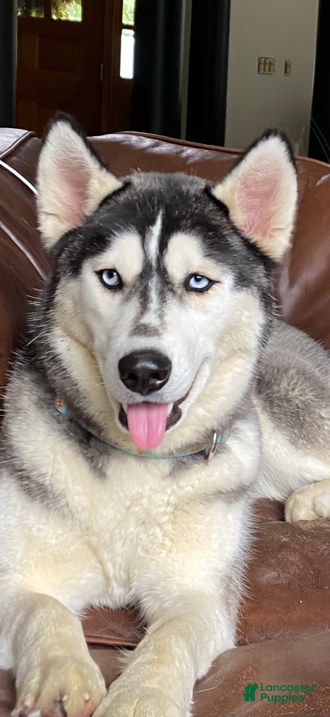 Siberian Husky dogs for sale: Just 5 year Old Adult for Sale - Ad 7