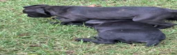Cane Corso dogs for sale: Cane Corso 1 - Ad 46