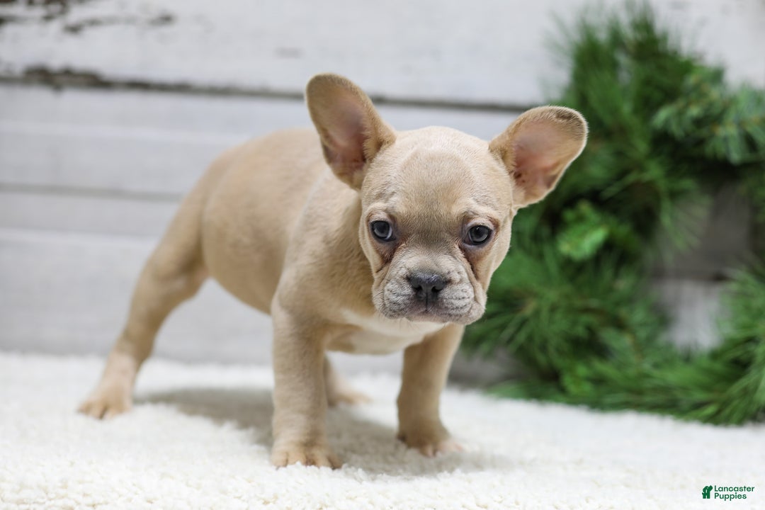 French Bulldog dogs for sale: Candace - Ad 5