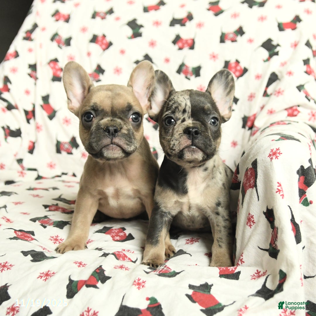French Bulldog dogs for sale: Minnie - Ad 5