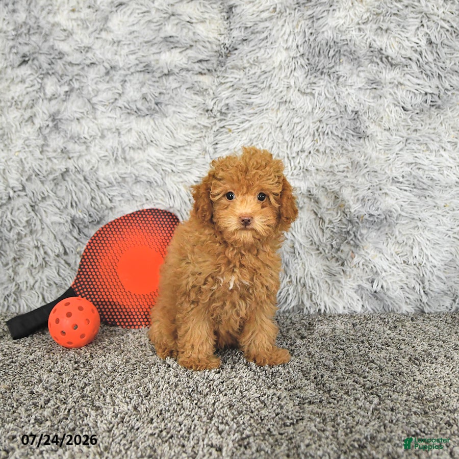 Toy Poodle dogs Mason Extra Small - Ad 2