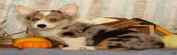 Welsh Corgi Pembroke dogs for sale: Ollie - Ad 8