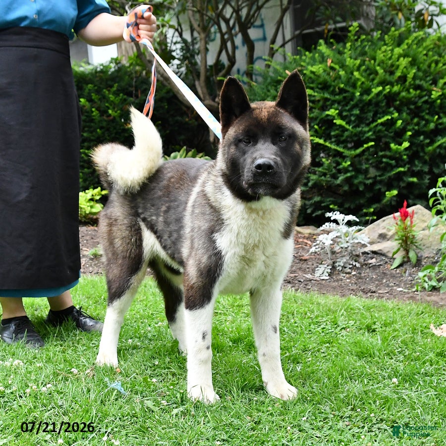 Akita dogs Twinkle Special Needs - Ad 2