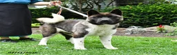Akita dogs for sale: Twinkle Special Needs - Ad 5