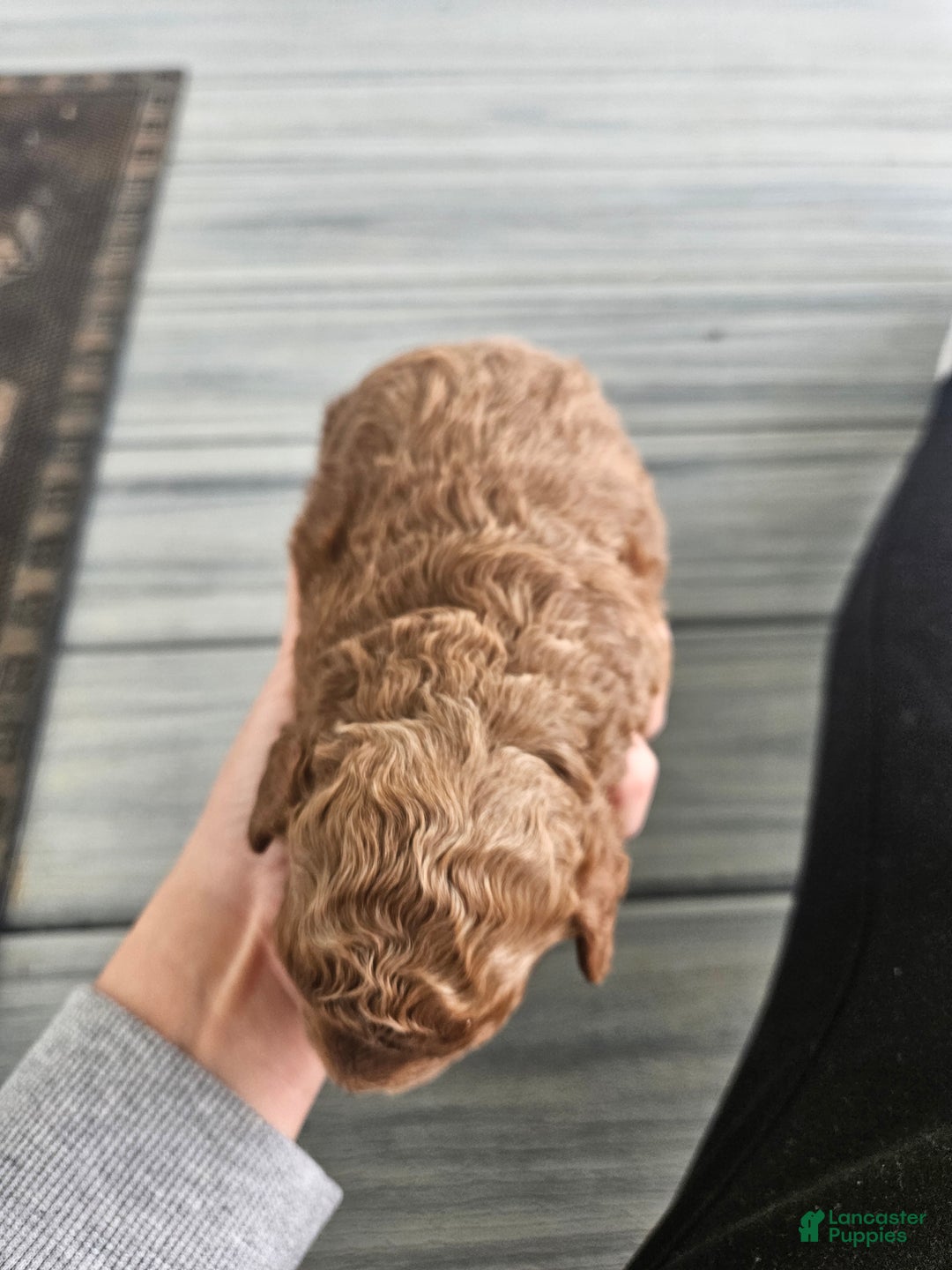 Cavapoo dogs for sale: Sully - Ad 4