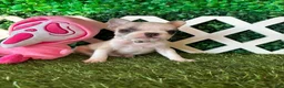 French Bulldog dogs for sale: French Bulldog 4 - Ad 3
