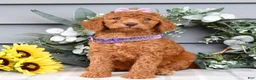 Standard Poodle dogs for sale: Rosie - Ad 7