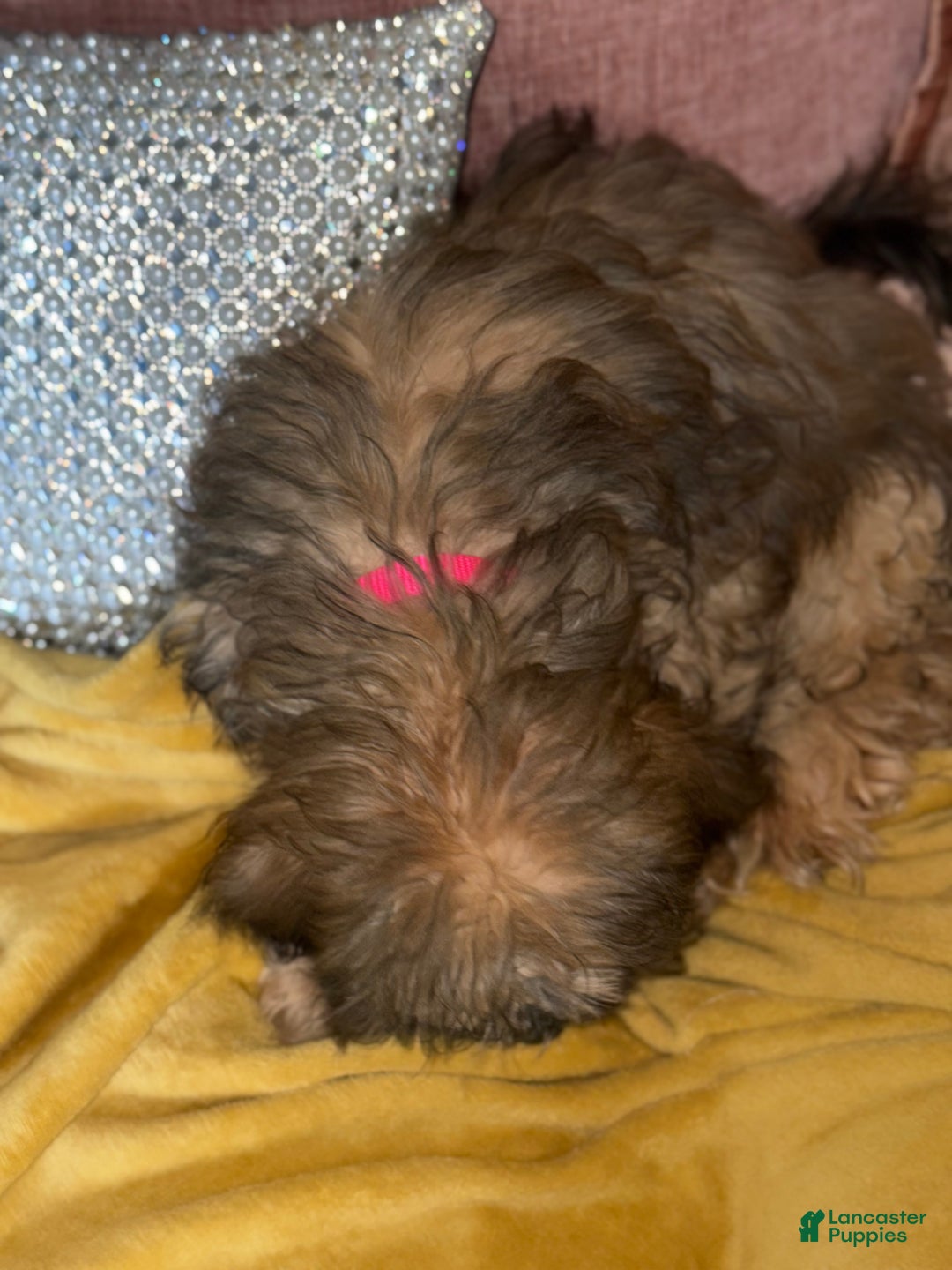 Mixed Breed dogs for sale: Mixed Breed Puppy 2 - Image 10