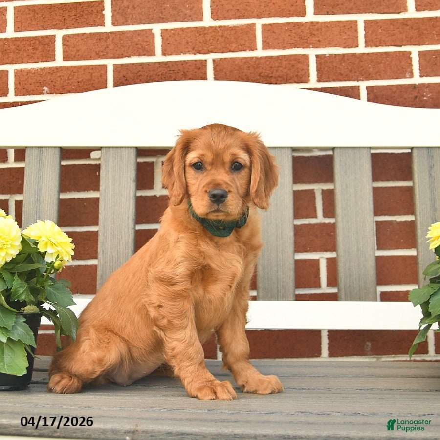 Miniature Golden Retriever dogs Charlotte - Ad 1