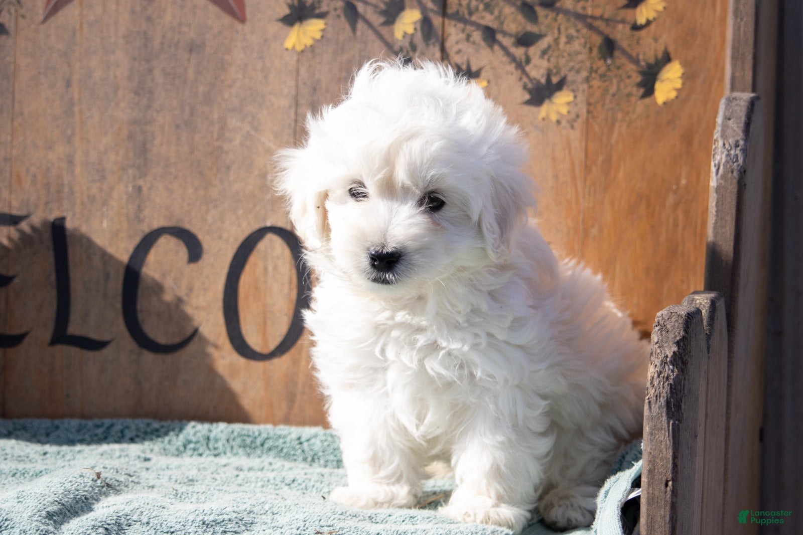 Maltipoo dogs Maltipoo Puppy 2 - Ad 41