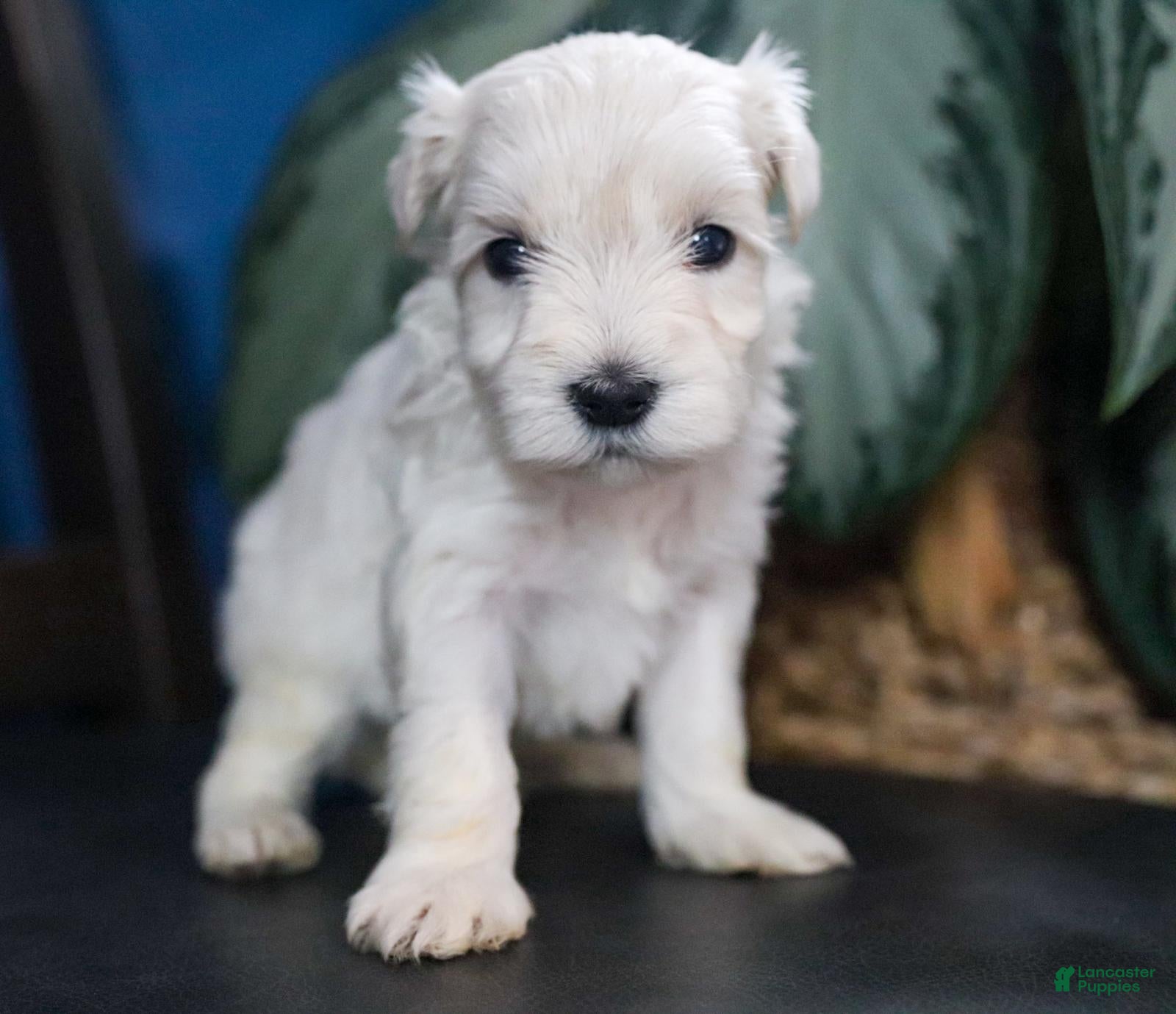 Miniature Schnauzer dogs Chelsea - Ad 2