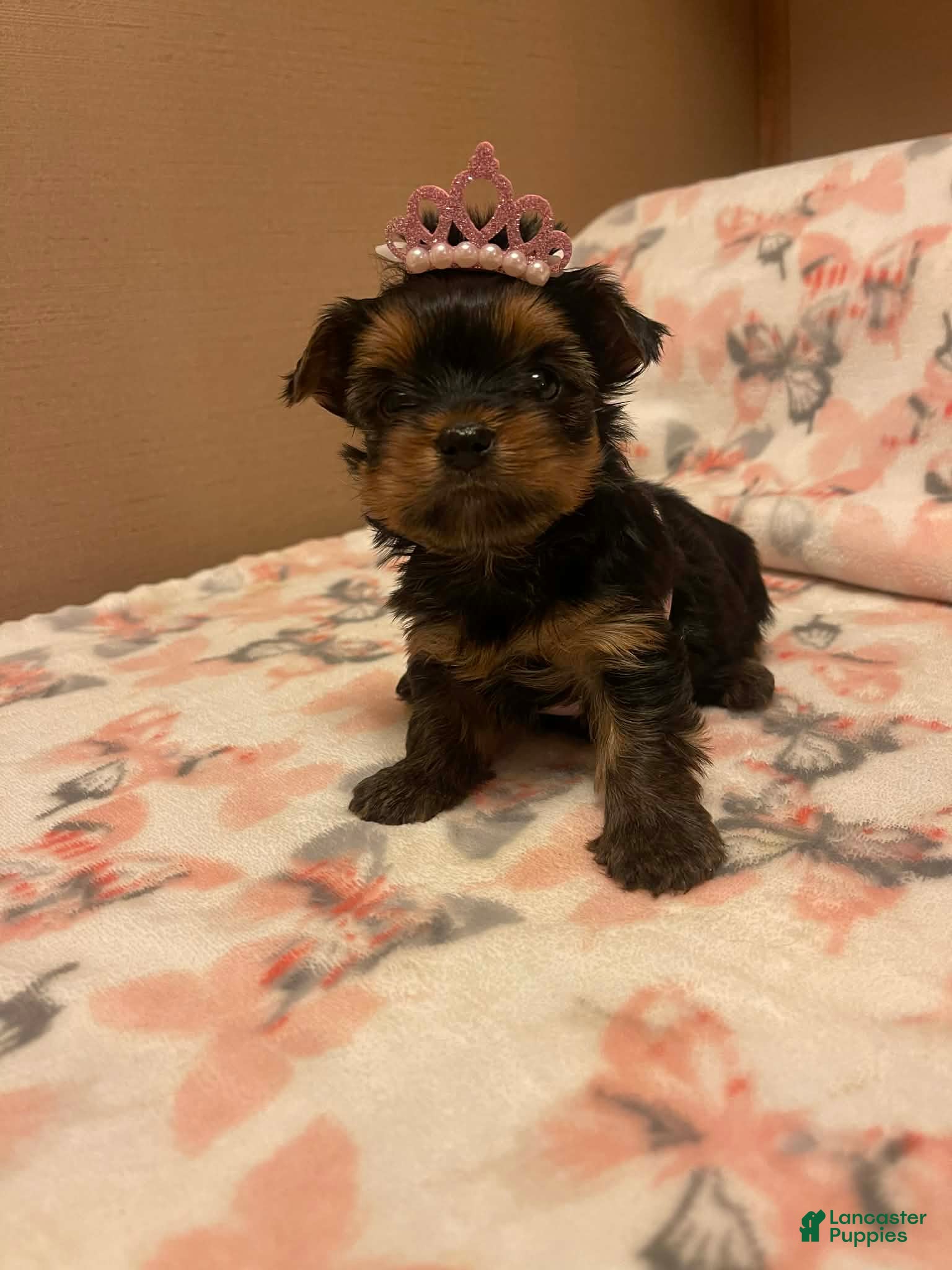 Yorkshire Terrier dogs Yorkshire Terrier Puppy 3 - Ad 1