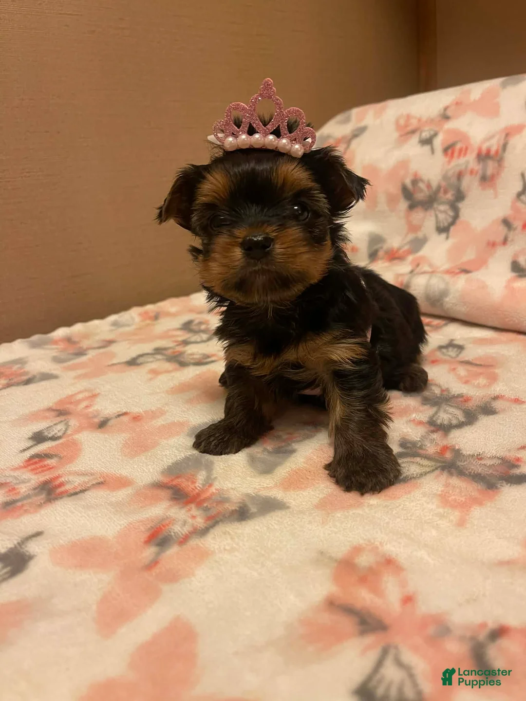Yorkshire Terrier dogs for sale: Yorkshire Terrier Puppy 3 - Ad 1