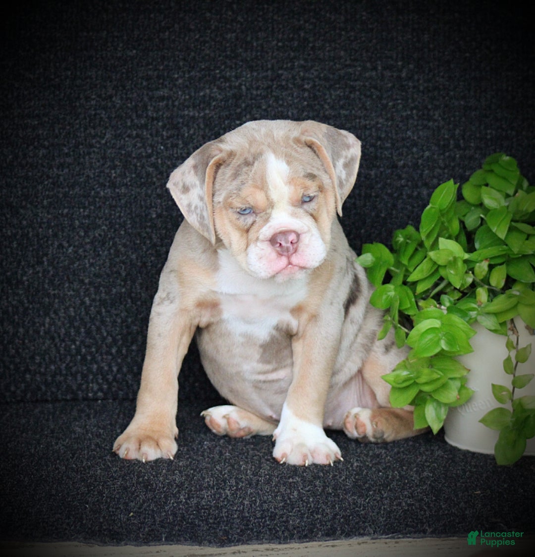 Beabull dogs Navi - Ad 1
