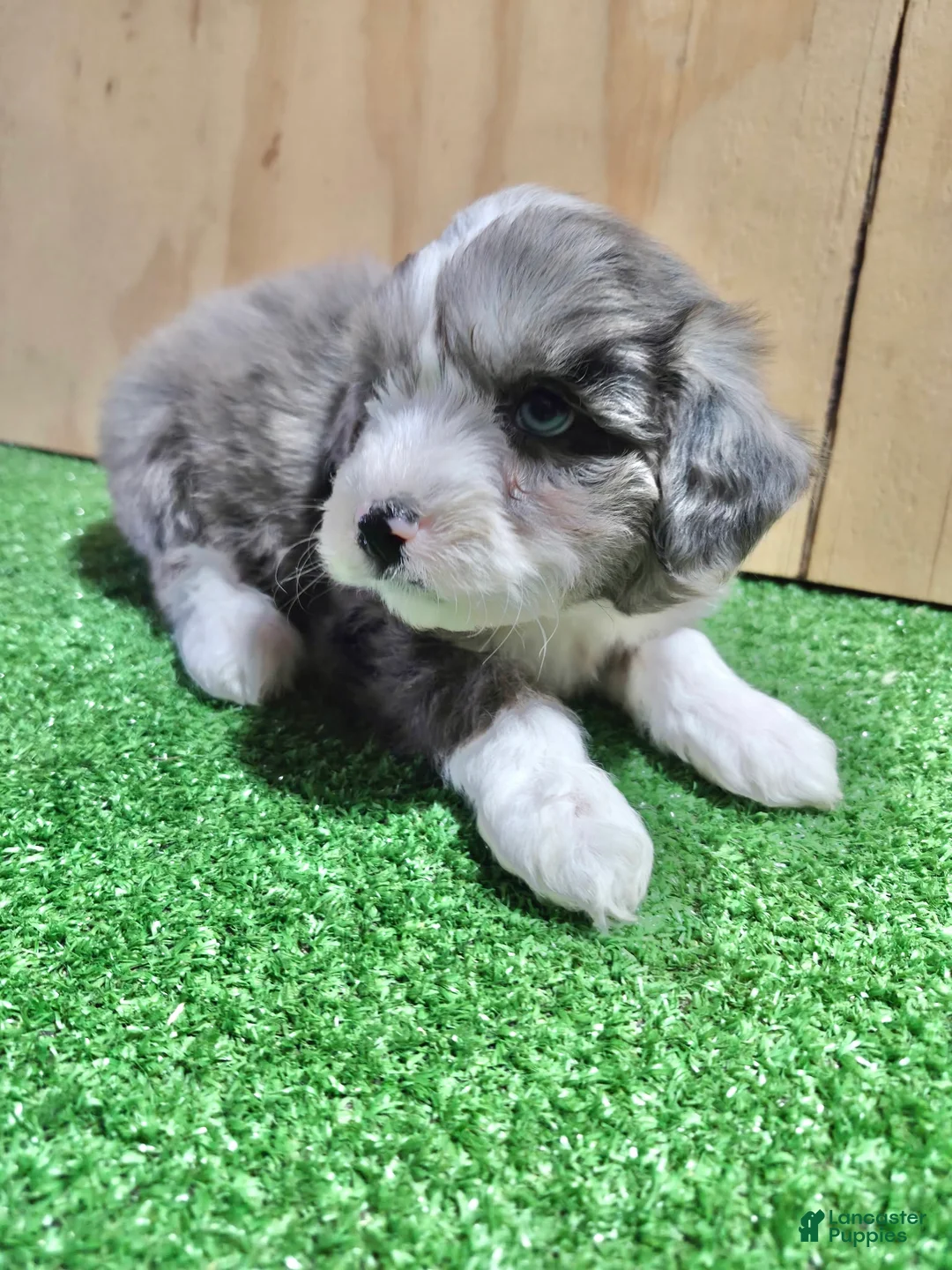Mini Aussiedoodle dogs for sale: Mini Aussiedoodle Puppy 5 - Ad 1