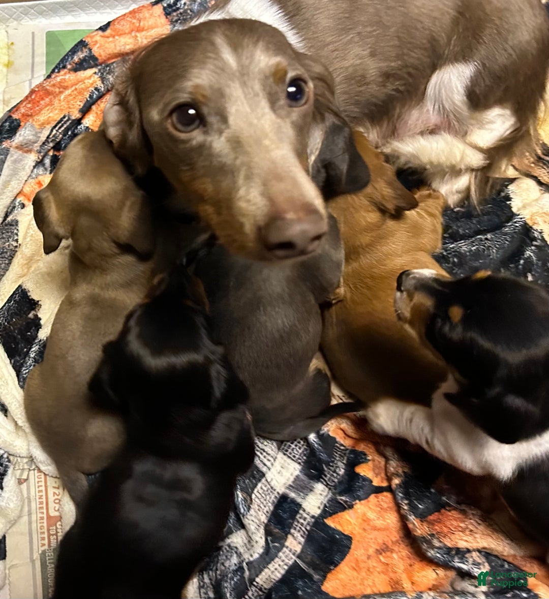 Miniature Dachshund dogs for sale: Sassyfrass  - Ad 7