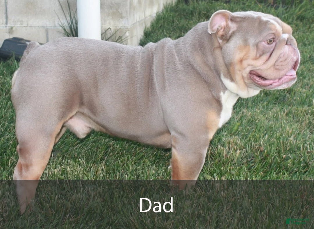 English Bulldog dogs for sale: Amber - Ad 8