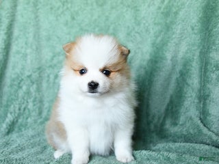 Pomeranian dogs - Ad 38