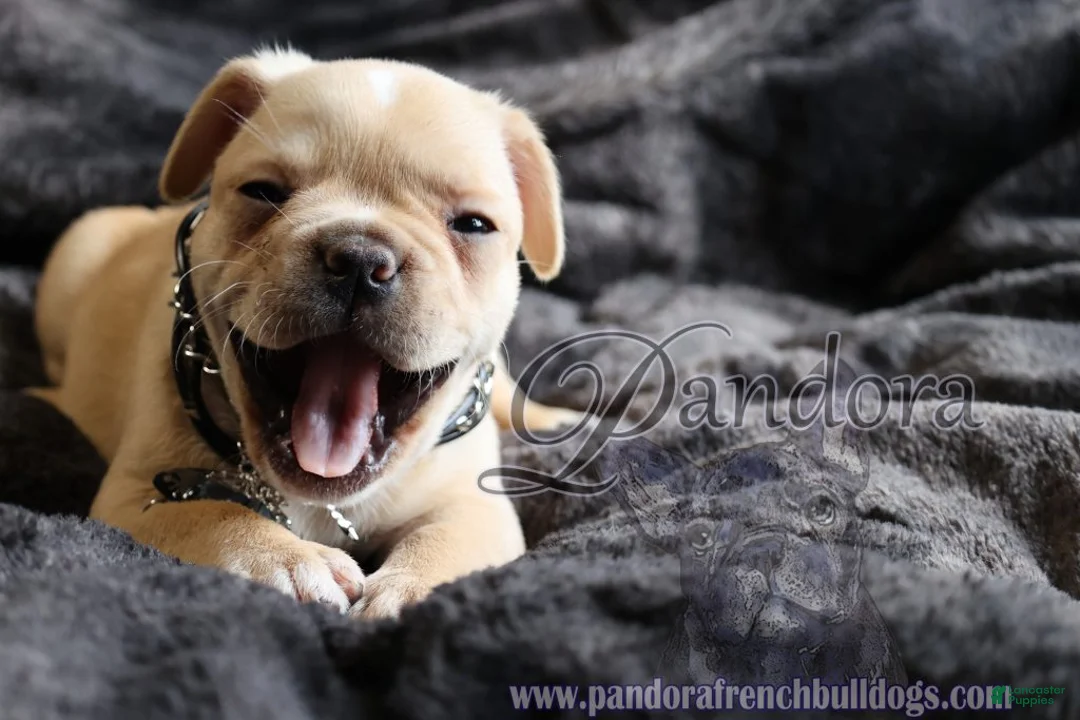 French Bulldog dogs for sale: Edge - Ad 1