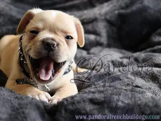 French Bulldog dogs for sale: Edge - Ad 1