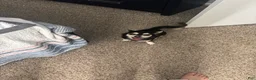 Chihuahua dogs for sale: Urgent read  1 - Ad 3